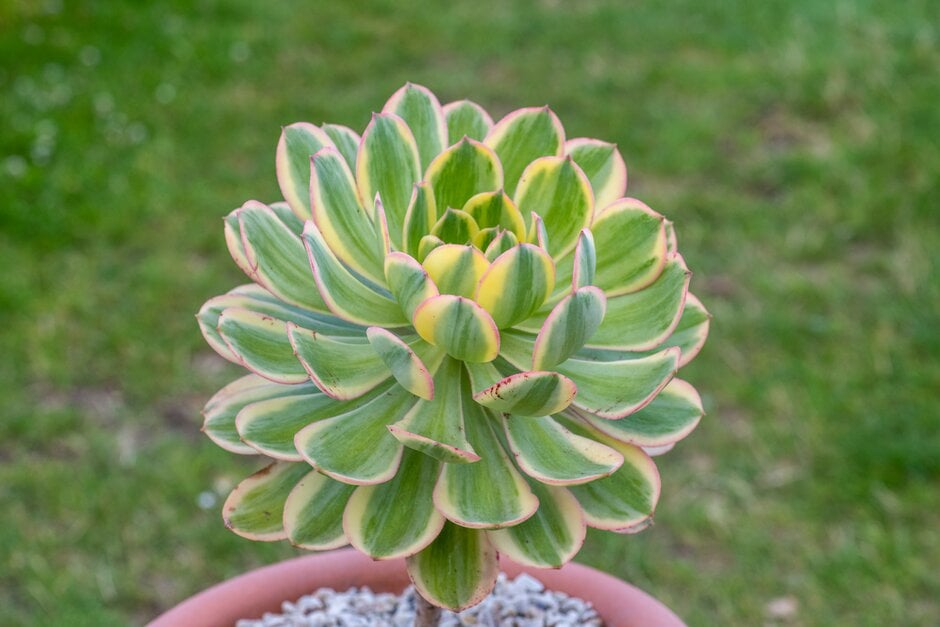 aeonium 'Sunburst'