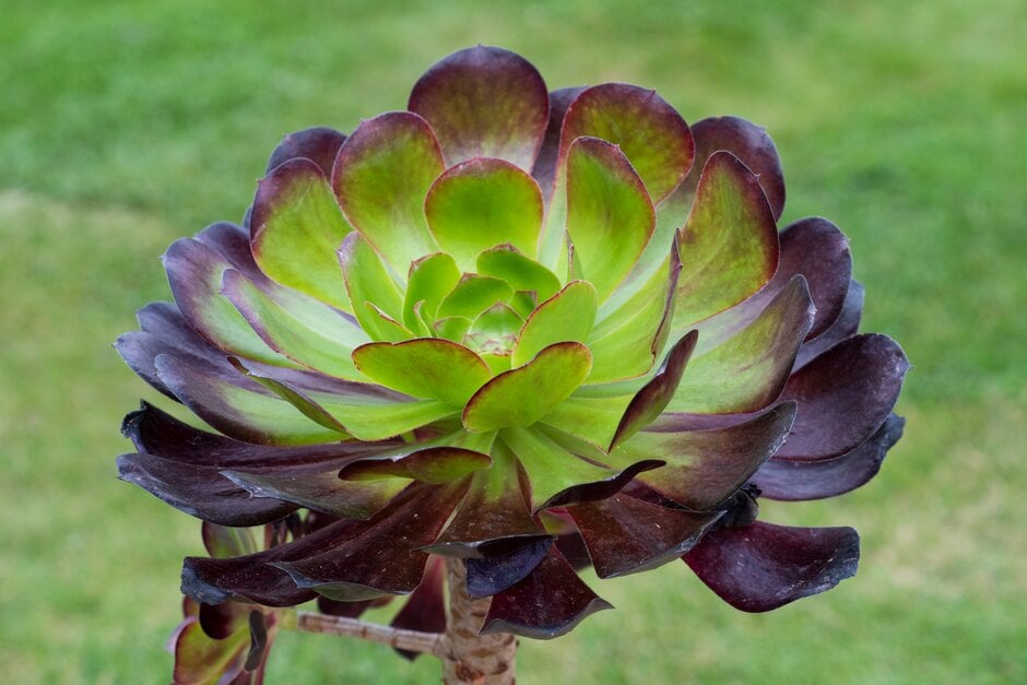 aeonium 'Voodoo'
