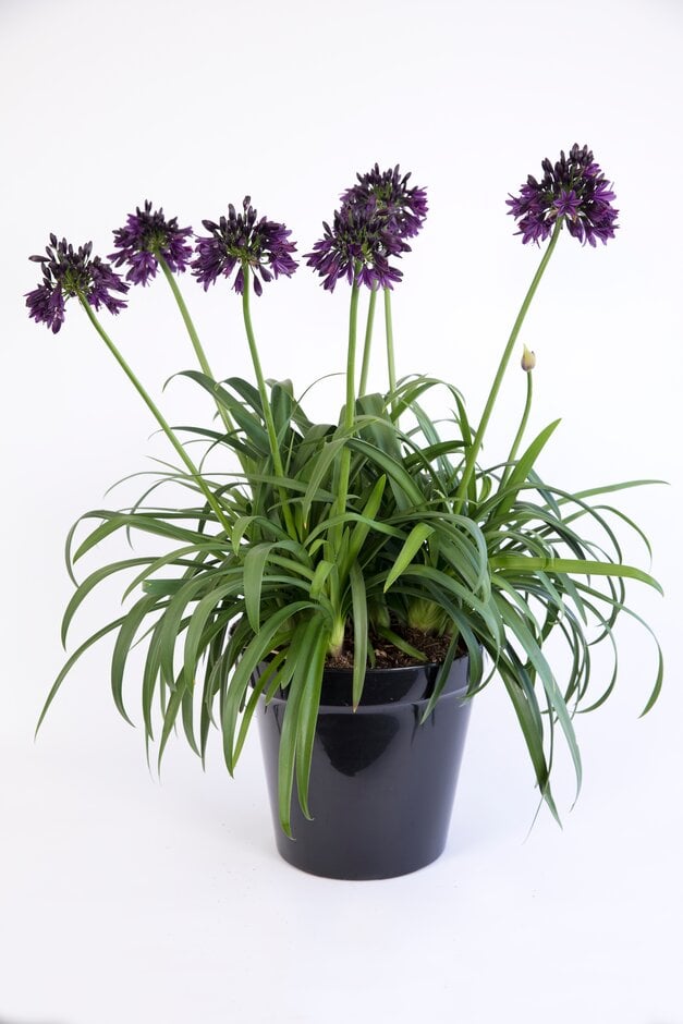 African lily [Black Jack]