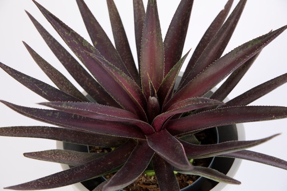 <em>Agave</em> 'Blazing Saddles'
