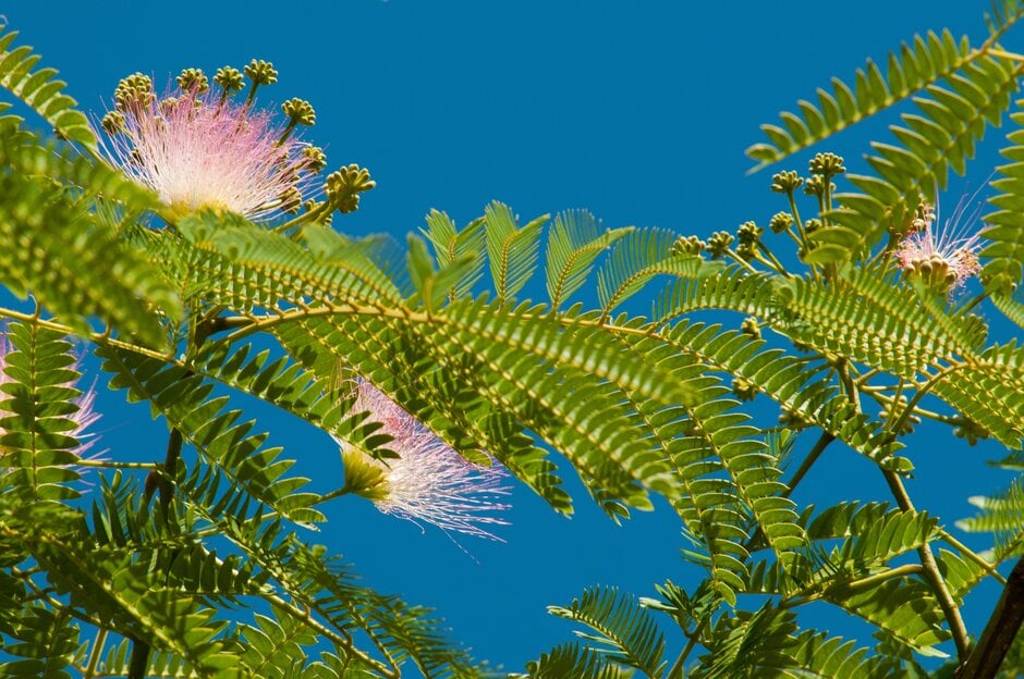 silk tree