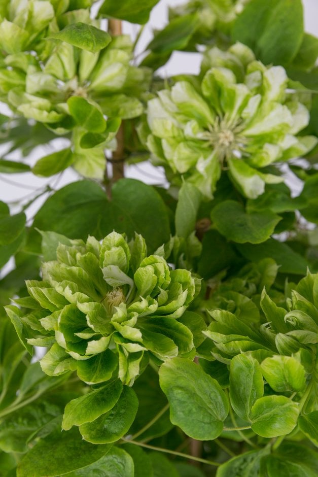 clematis [Green Passion]