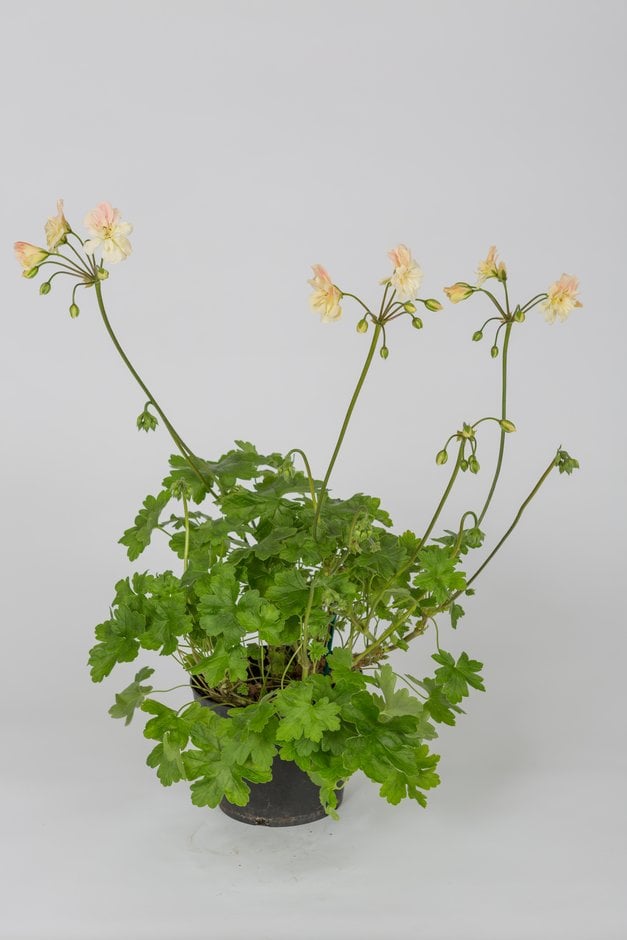 geranium 'Rushmoor Amazon'