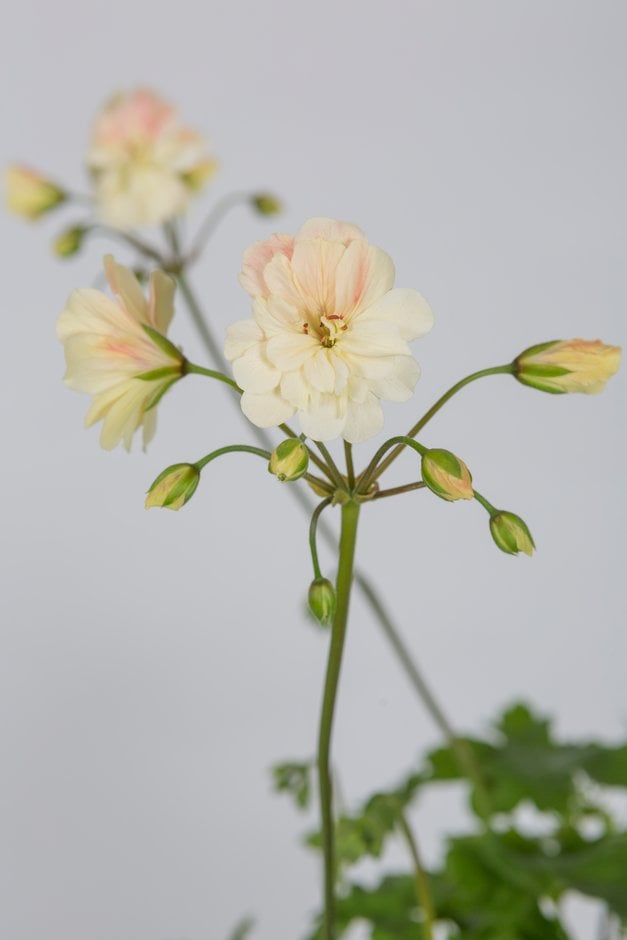 geranium 'Rushmoor Amazon'