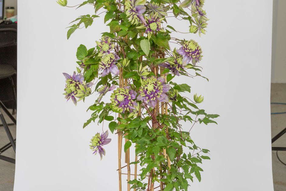 clematis 'Taiga'