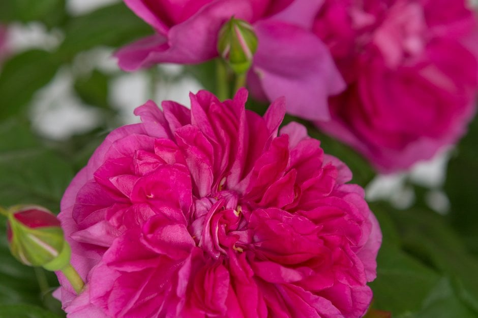 rose [James L. Austin]