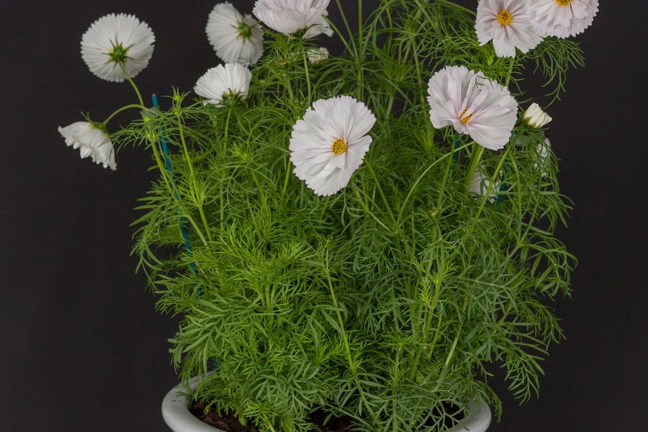 cosmea 'Cupcakes Blush'