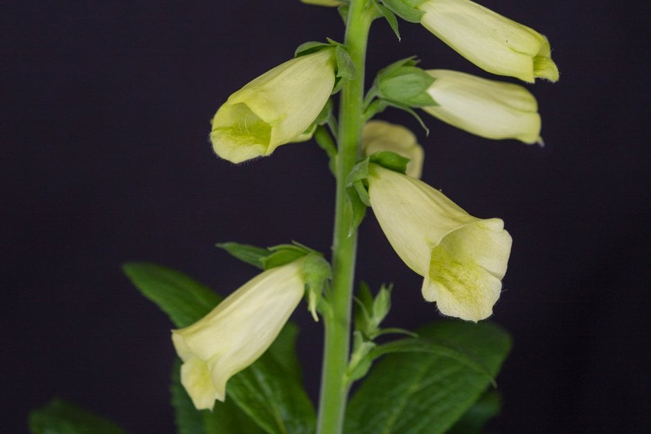 foxglove 'Lemoncello'
