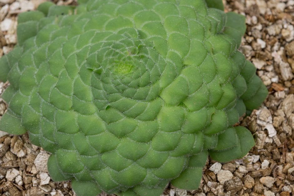 flat-topped aeonium