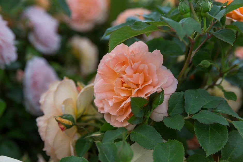 rose [Dame Judi Dench]