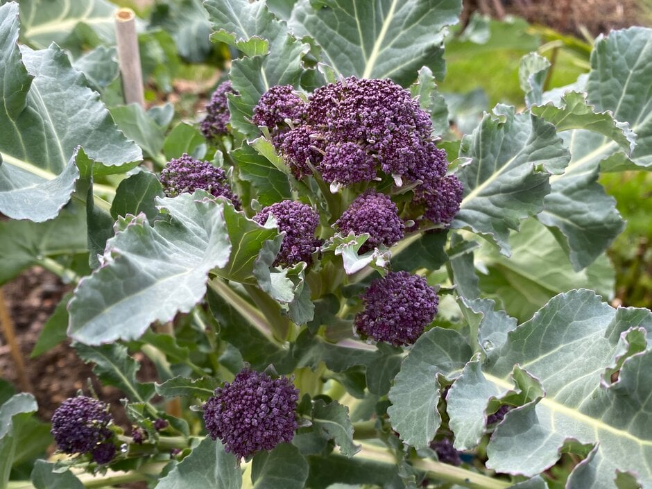 broccoli (purple sprouting) 'Rudolph'