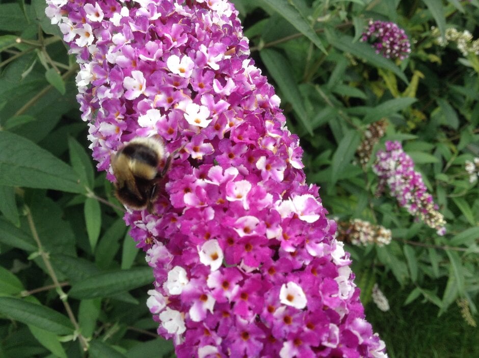 butterfly bush [Berries and Cream]