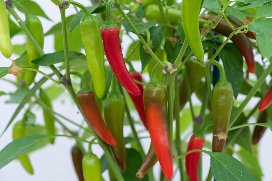 <i>Capsicum</i> <i>annuum</i> 'Gusto Green'