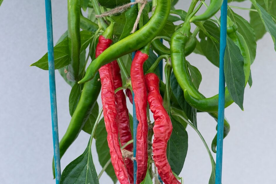 <i>Capsicum</i> <i>annuum</i> 'Longhorn'