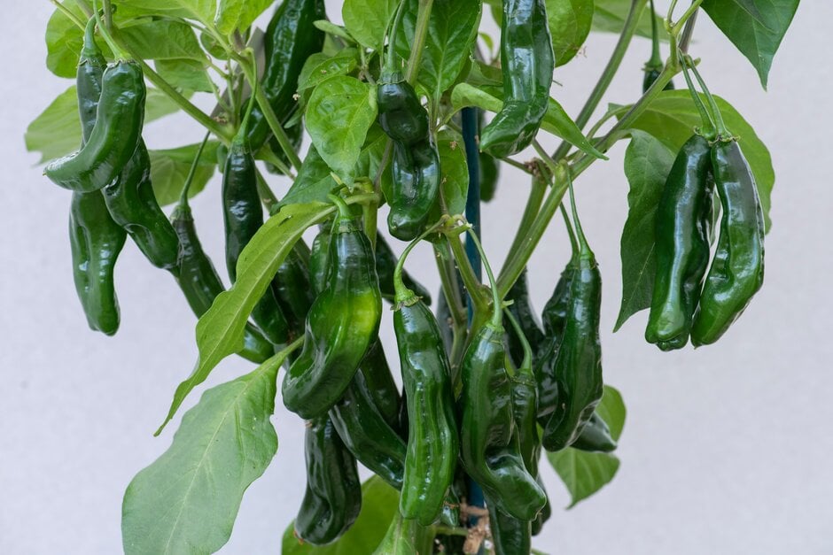 <i>Capsicum</i> <i>chinense</i> 'Machu Pichu'