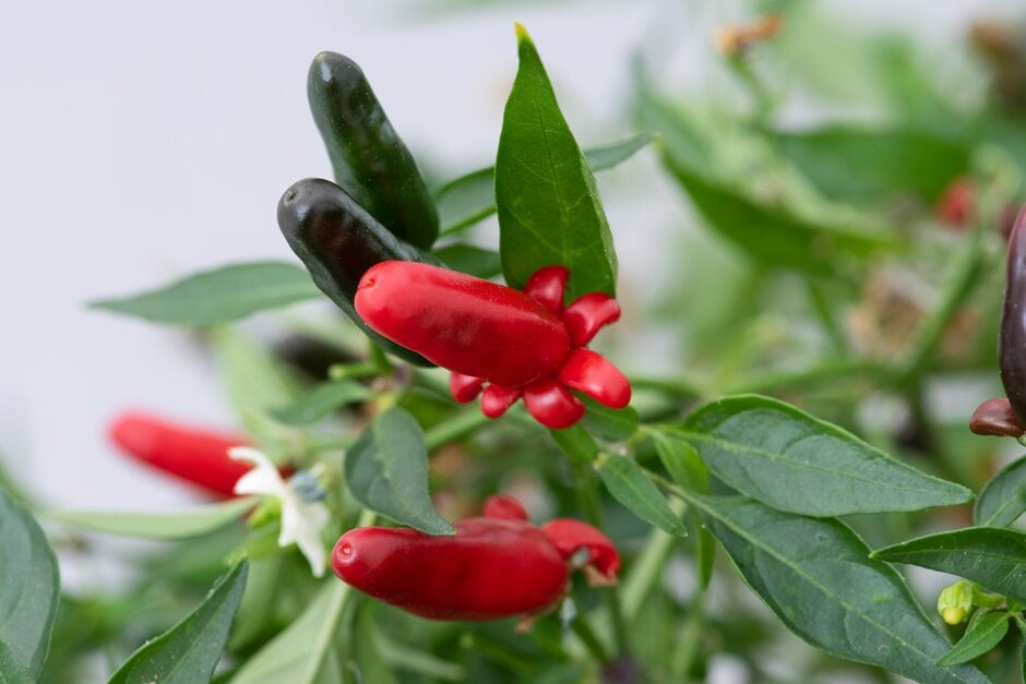 chilli pepper 'Hot Thai'