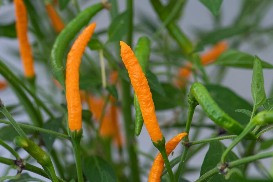 <i>Capsicum</i> <i>annuum</i> 'Orange Tyger'