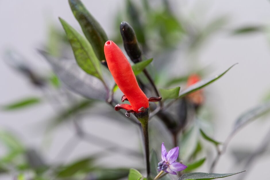 chilli pepper 'Zimbabwe Black'