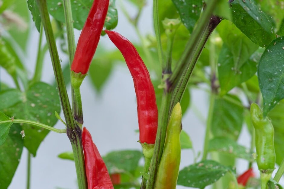<i>Capsicum</i> 'Lancer'