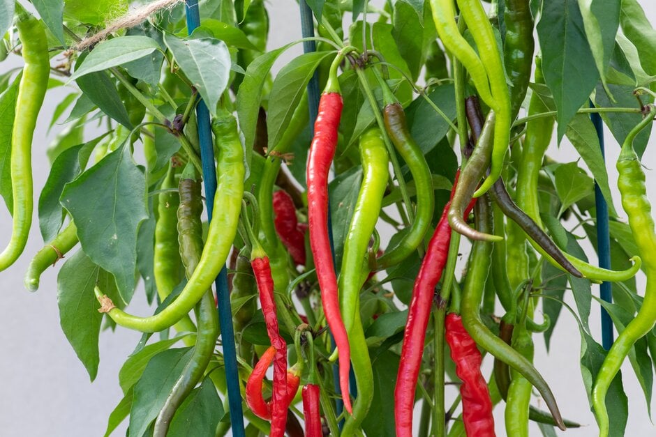 <i>Capsicum</i> <i>annuum</i> 'Aci Kil'
