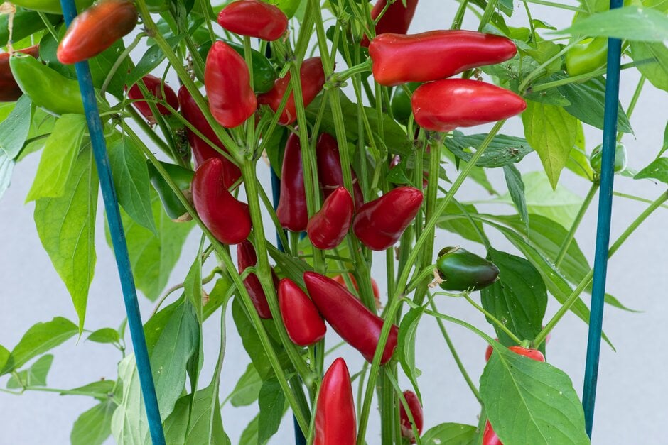 <i>Capsicum</i> <i>annuum</i> 'Bullet'