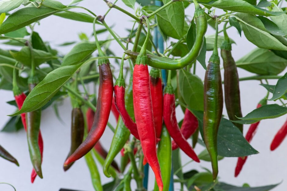 <i>Capsicum</i> <i>annuum</i> 'Holy Peak'