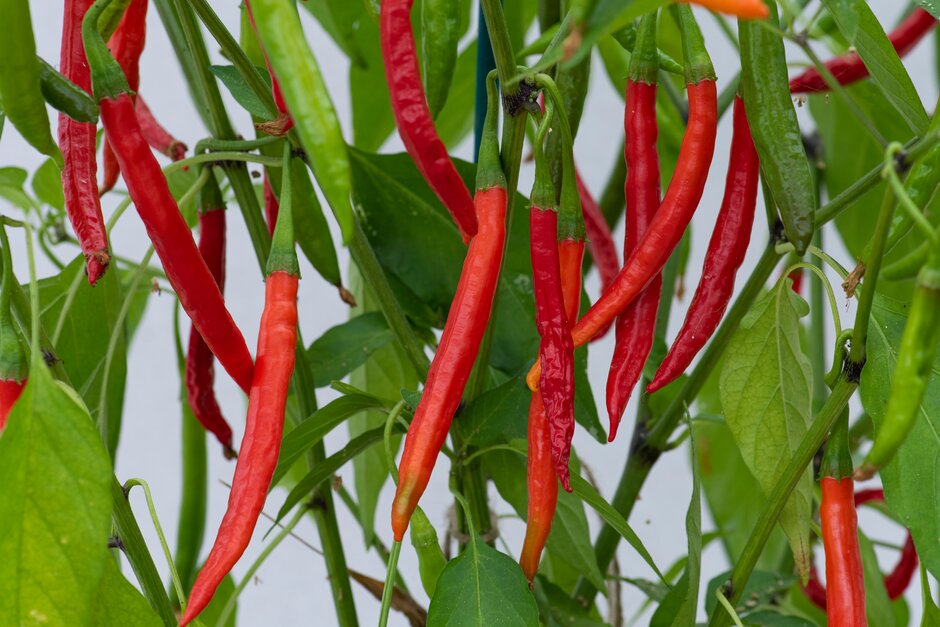 <i>Capsicum</i> <i>annuum</i> 'Pencil'