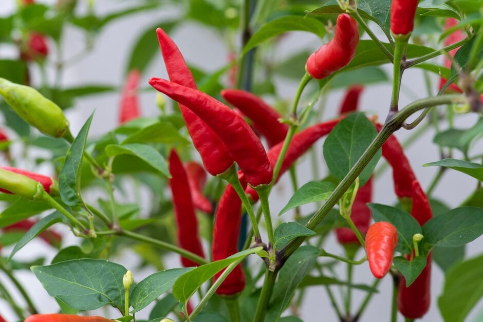 <i>Capsicum</i> <i>annuum</i> 'Super Tramp'