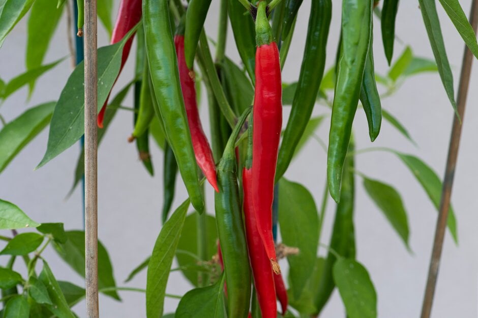 <i>Capsicum</i> <i>annuum</i> 'Mirch Masala'