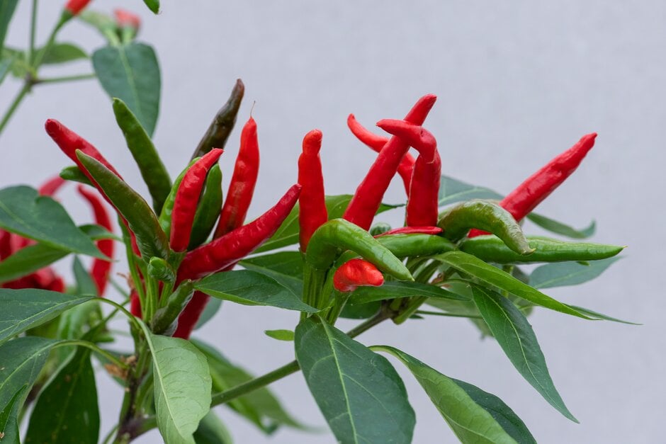 <i>Capsicum</i> <i>annuum</i> 'Sparky'