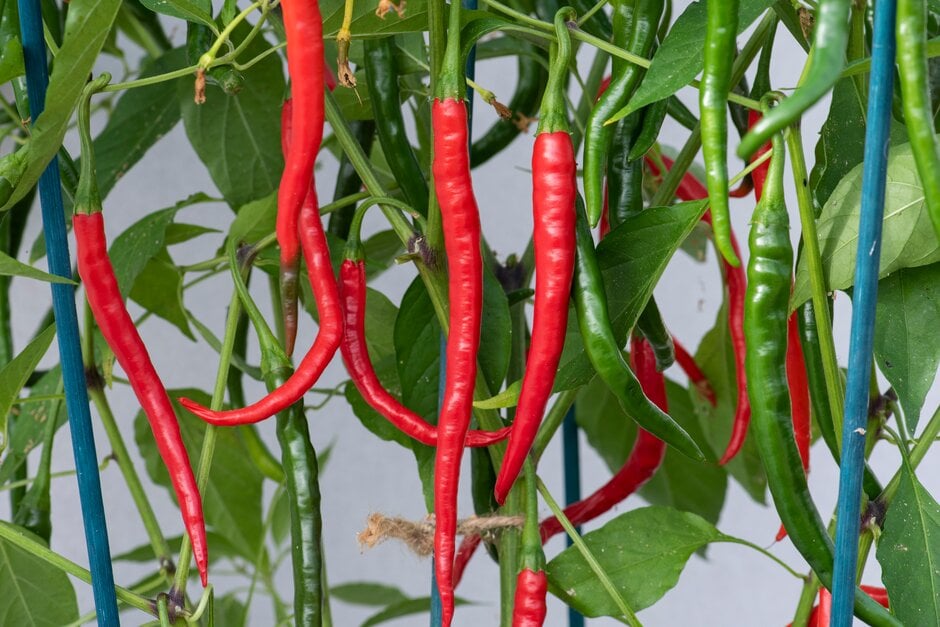 <i>Capsicum</i> <i>annuum</i> 'Vindaloo'