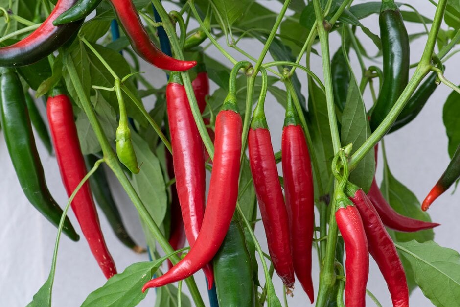 <i>Capsicum</i> <i>annuum</i> 'Romital'