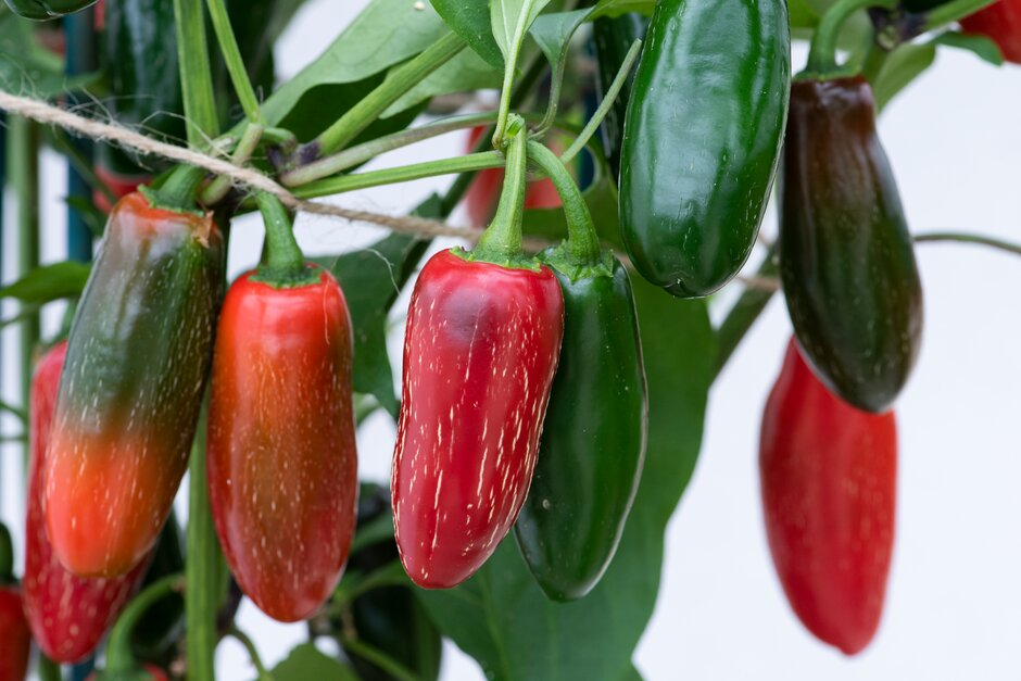 chilli pepper jalapeño