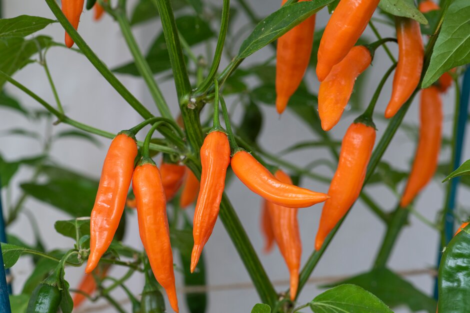 <i>Capsicum</i> 'Slowburn'