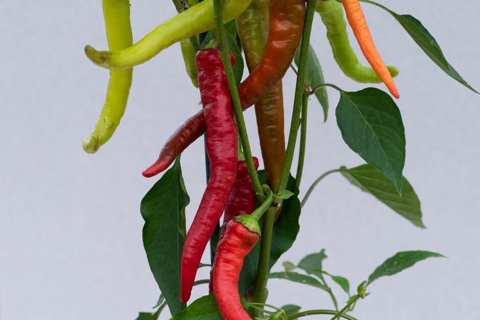 <i>Capsicum</i> <i>annuum</i> 'Barkol'