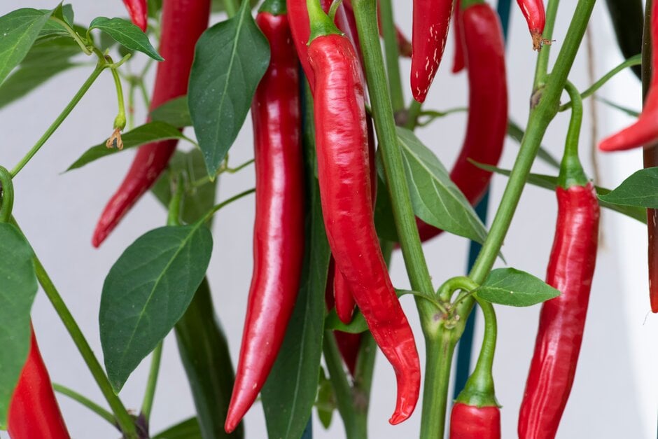 <i>Capsicum</i> 'Red Flame'