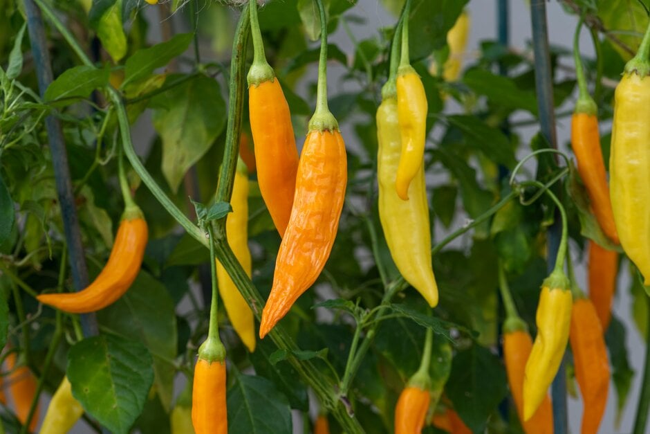 <i>Capsicum</i> <i>baccatum</i> 'Aji Habanero'