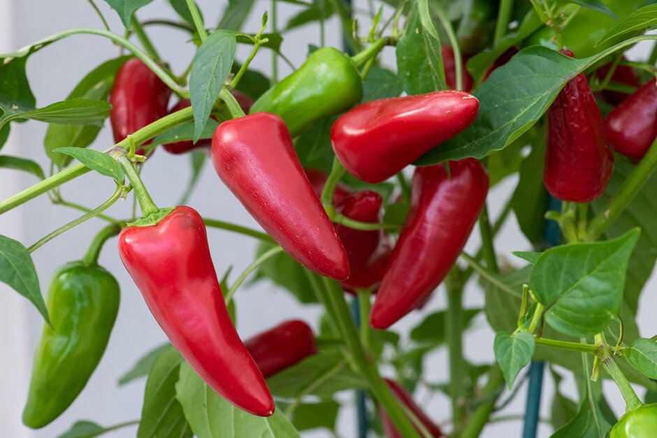 <i>Capsicum</i> <i>annuum</i> [<span style="font-variant: small-caps;">Fresno mixed</span>]