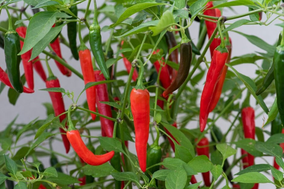 chilli pepper 'Cayennetta'