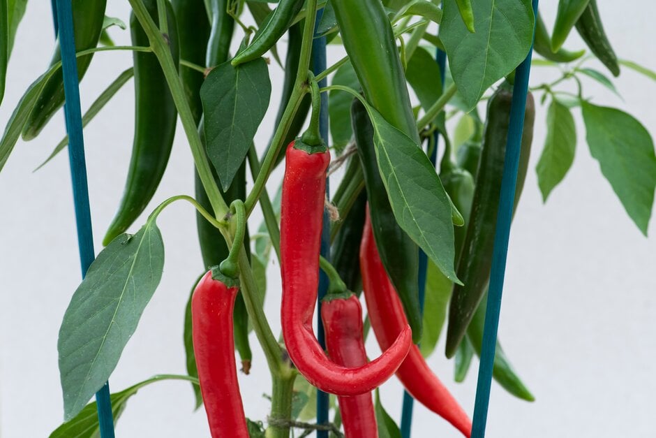 <i>Capsicum</i> <i>annuum</i> 'Sahem'