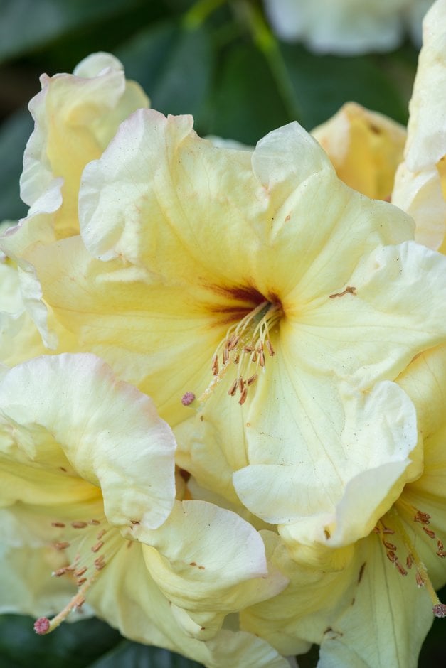 rhododendron 'Golden Coach'