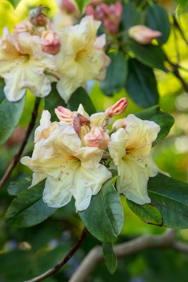 rhododendron 'Golden Coach'