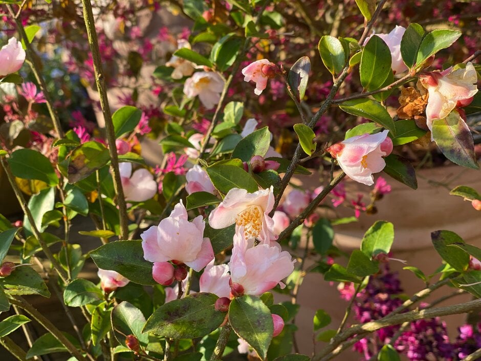 camellia 'Fairy Blush'