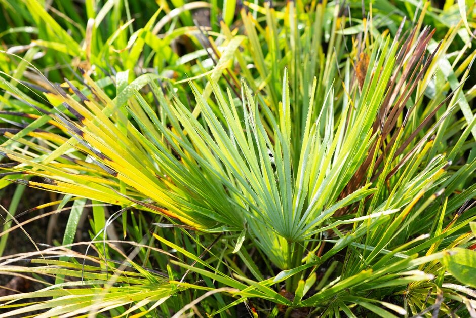 blue Mediterranean fan palm