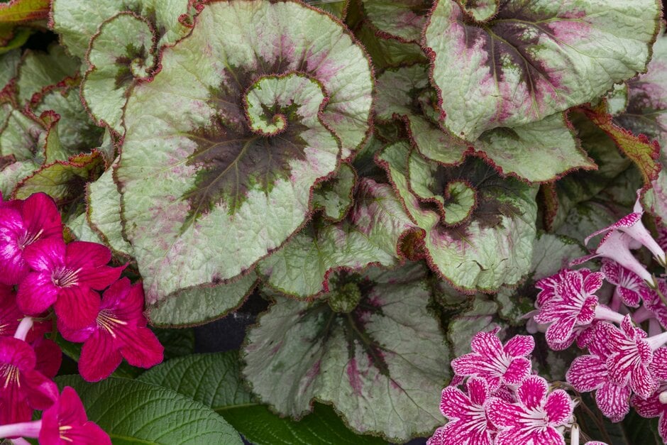begonia 'Namur'