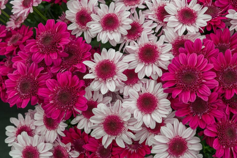 chrysanthemum 'Rejoyce Pink'