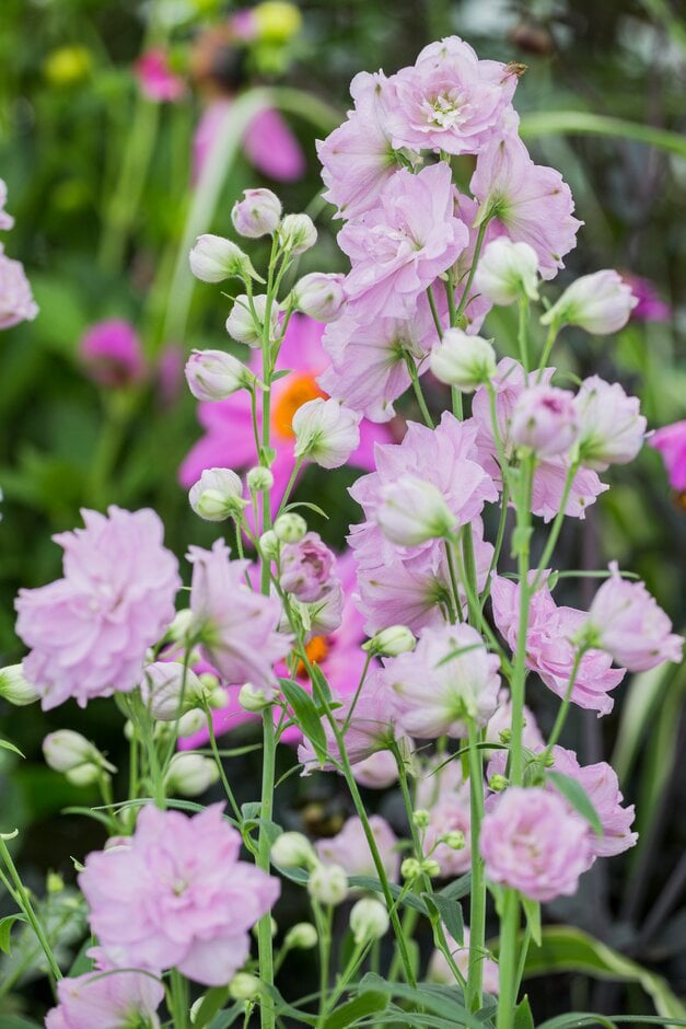 delphinium 'Cinderella'