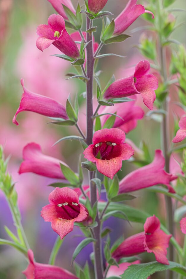 foxglove [Illumination Ruby Slippers]