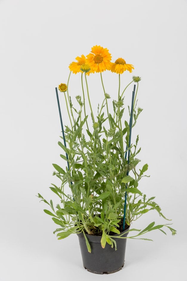 blanketflower [Apricot Honey]