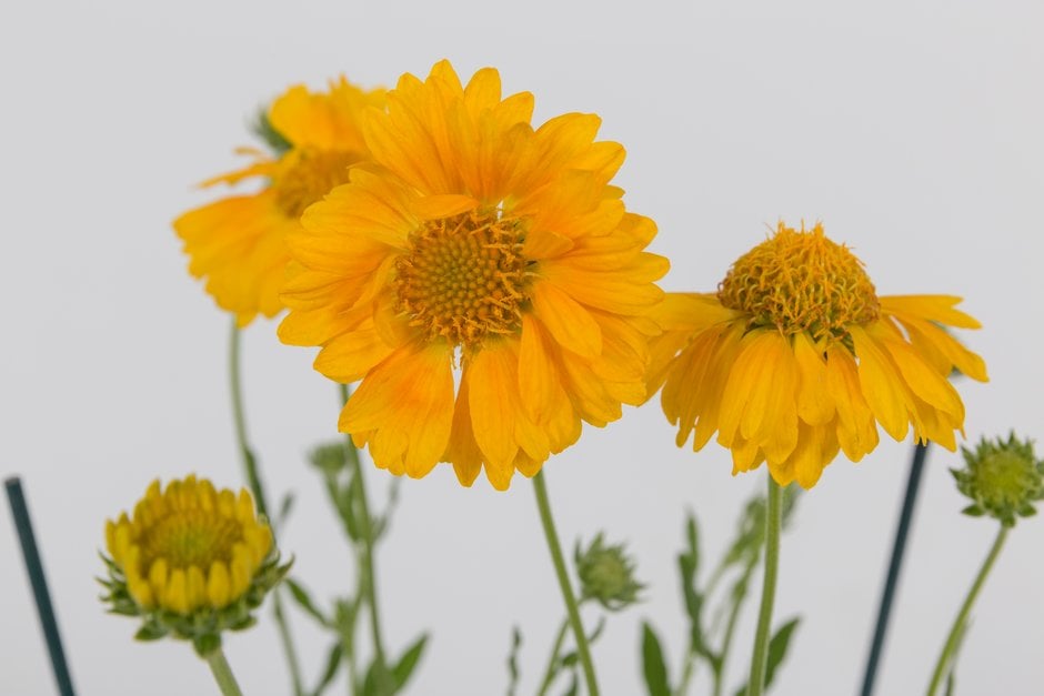 blanketflower [Apricot Honey]